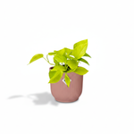 epipremnum aureum kopen