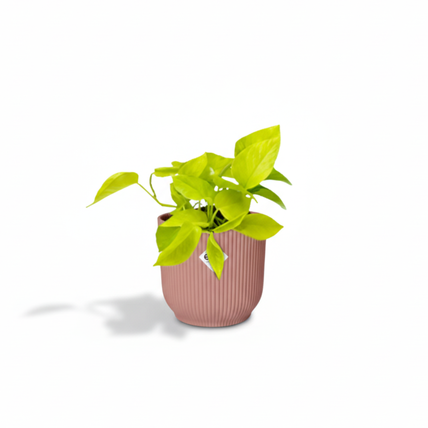 epipremnum aureum kopen