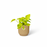 epipremnum aureum kopen