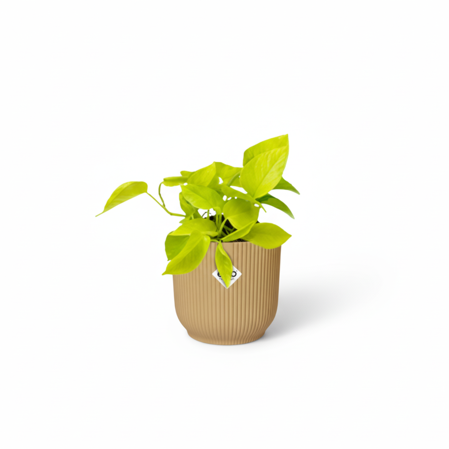 epipremnum aureum kopen