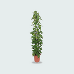 Epipremnum Aureum kopen
