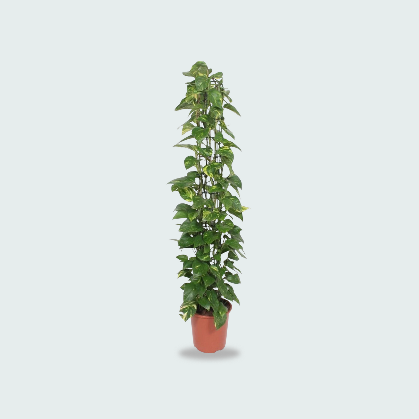 Epipremnum Aureum kopen