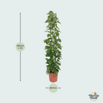 Epipremnum Aureum kopen
