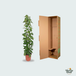 Epipremnum Aureum kopen