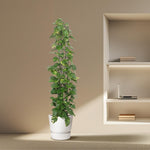 Epipremnum Aureum kopen