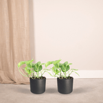Epipremnum Aureum kopen