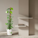 Epipremnum Kopen