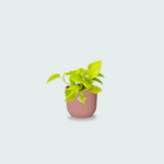 epipremnum aureum kopen