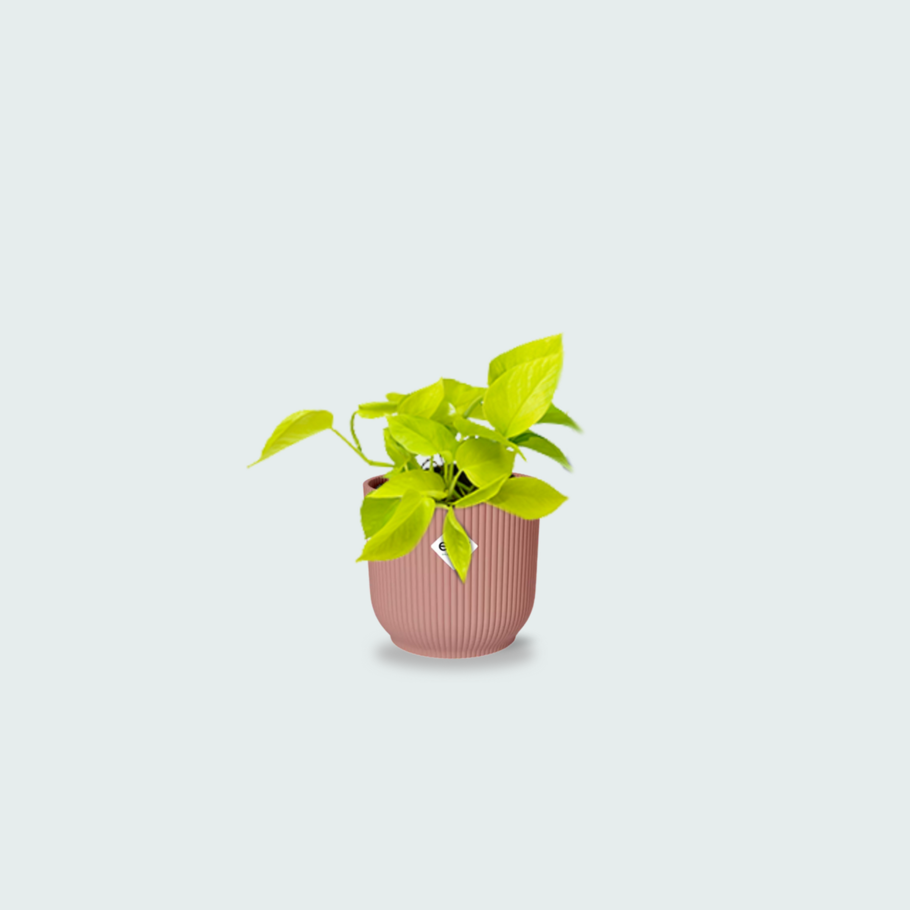 epipremnum aureum kopen
