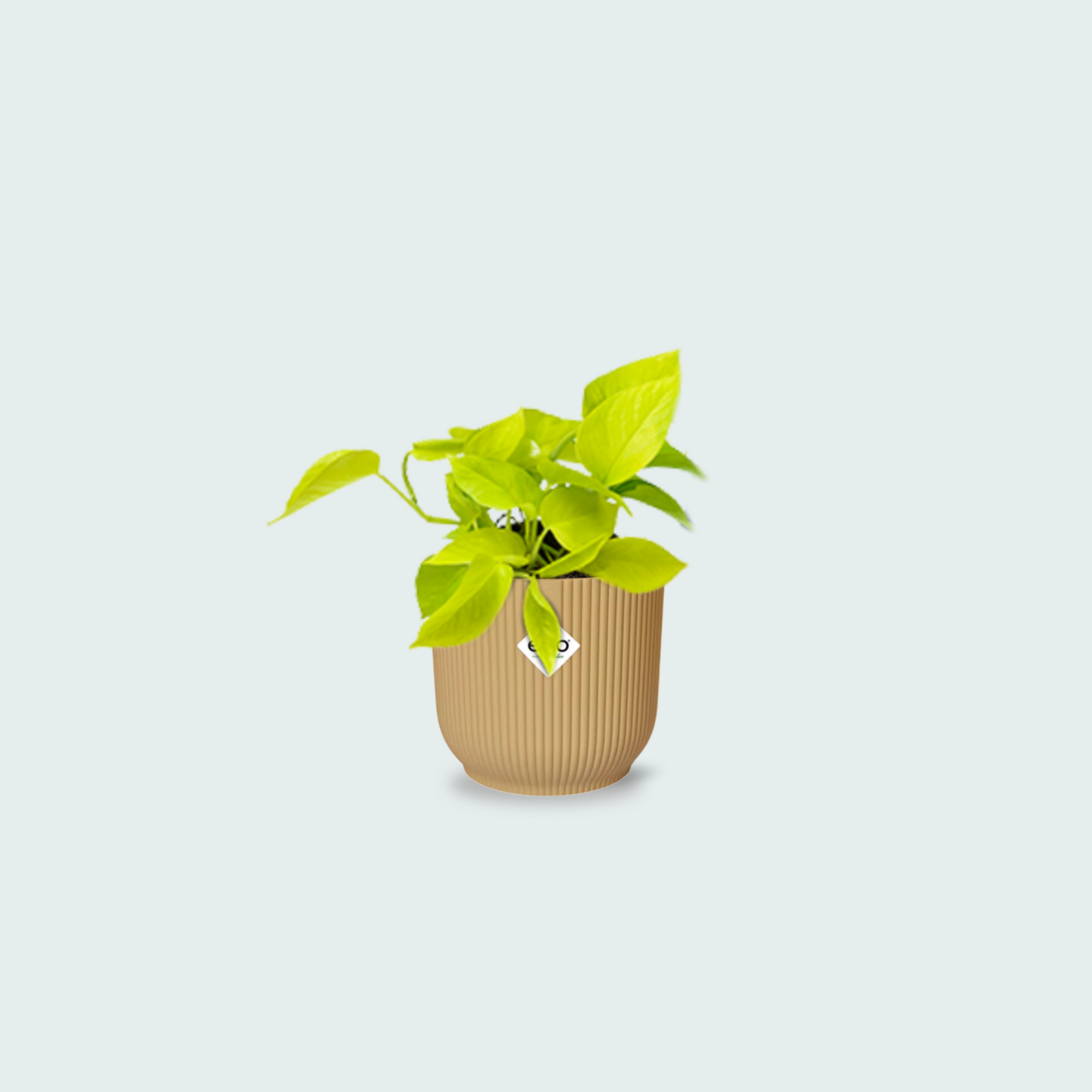 epipremnum aureum kopen