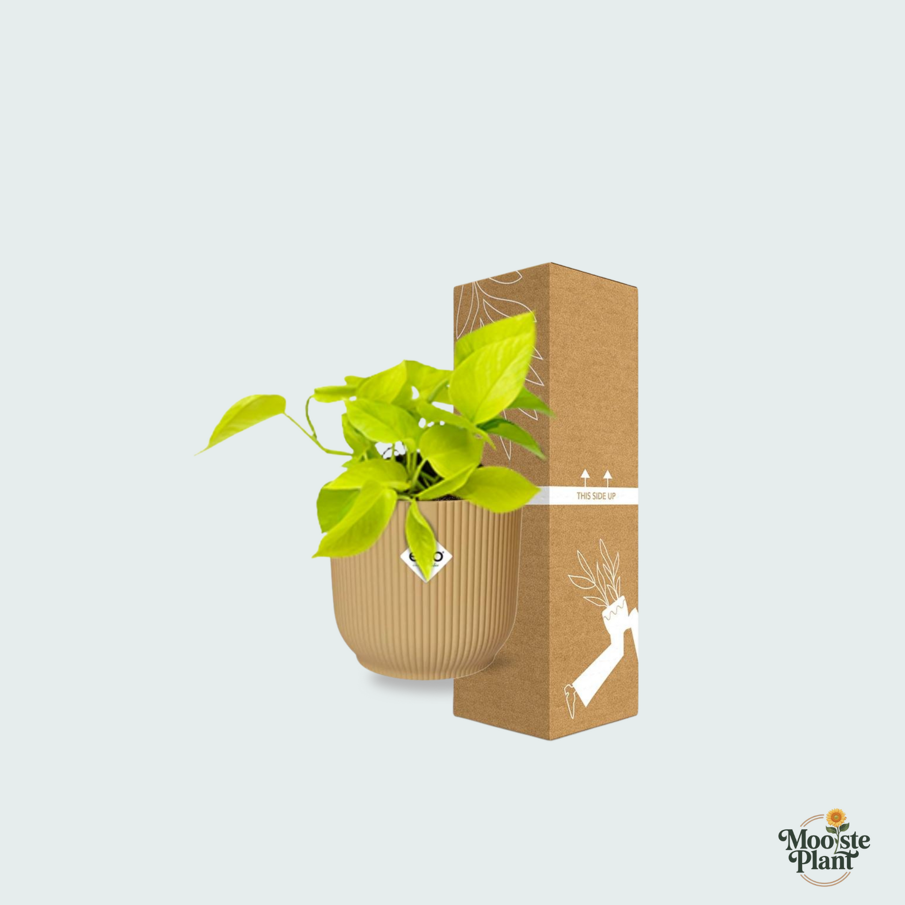 epipremnum aureum kopen