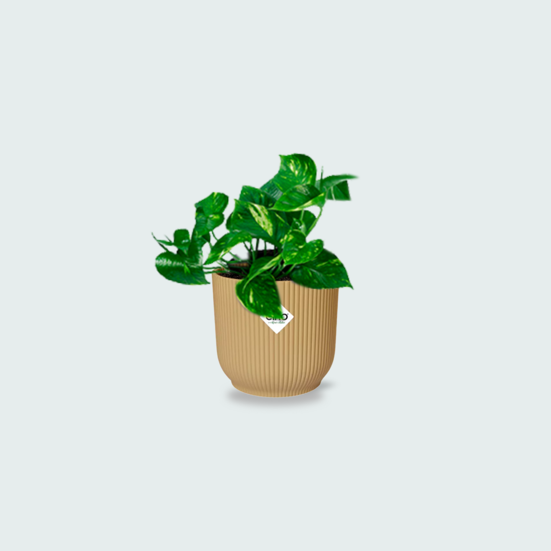 Epipremnum Aureum kopen