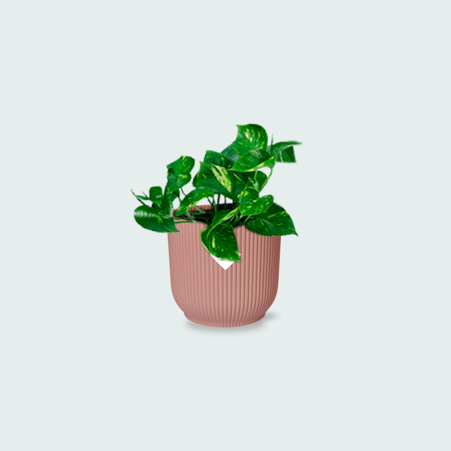Epipremnum Aureum kopen