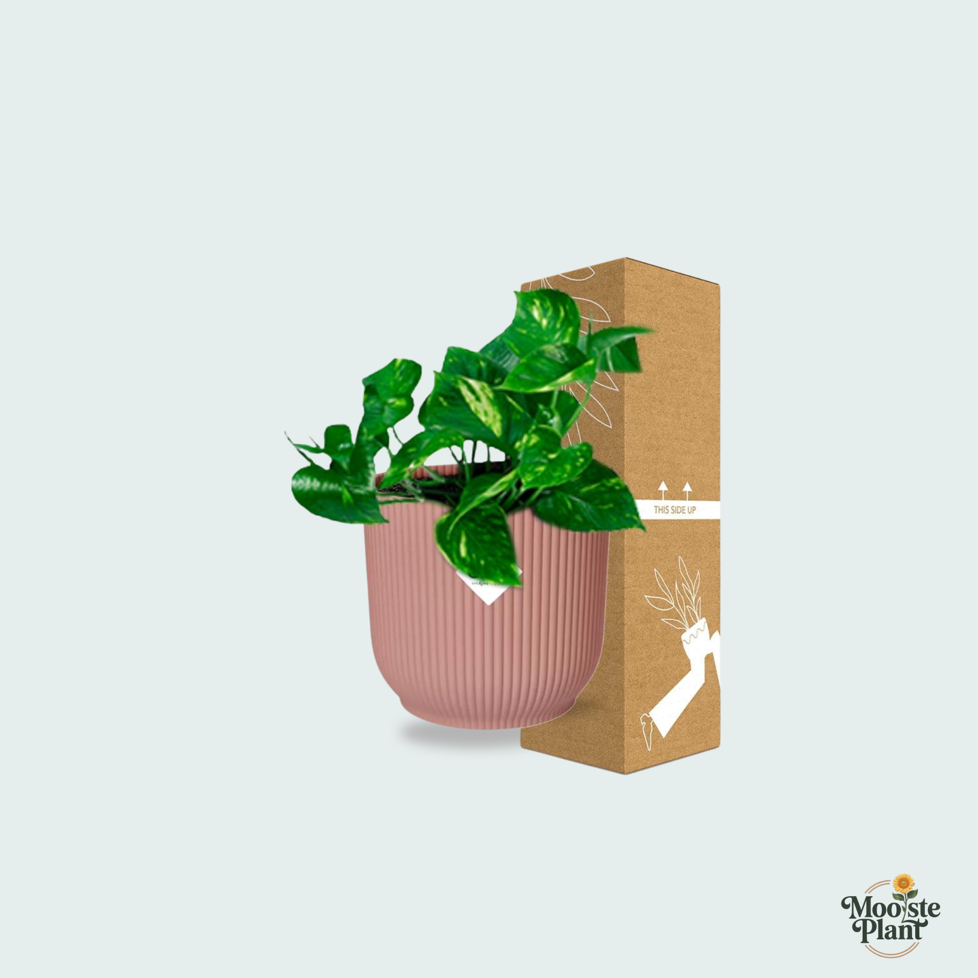 Epipremnum Aureum kopen