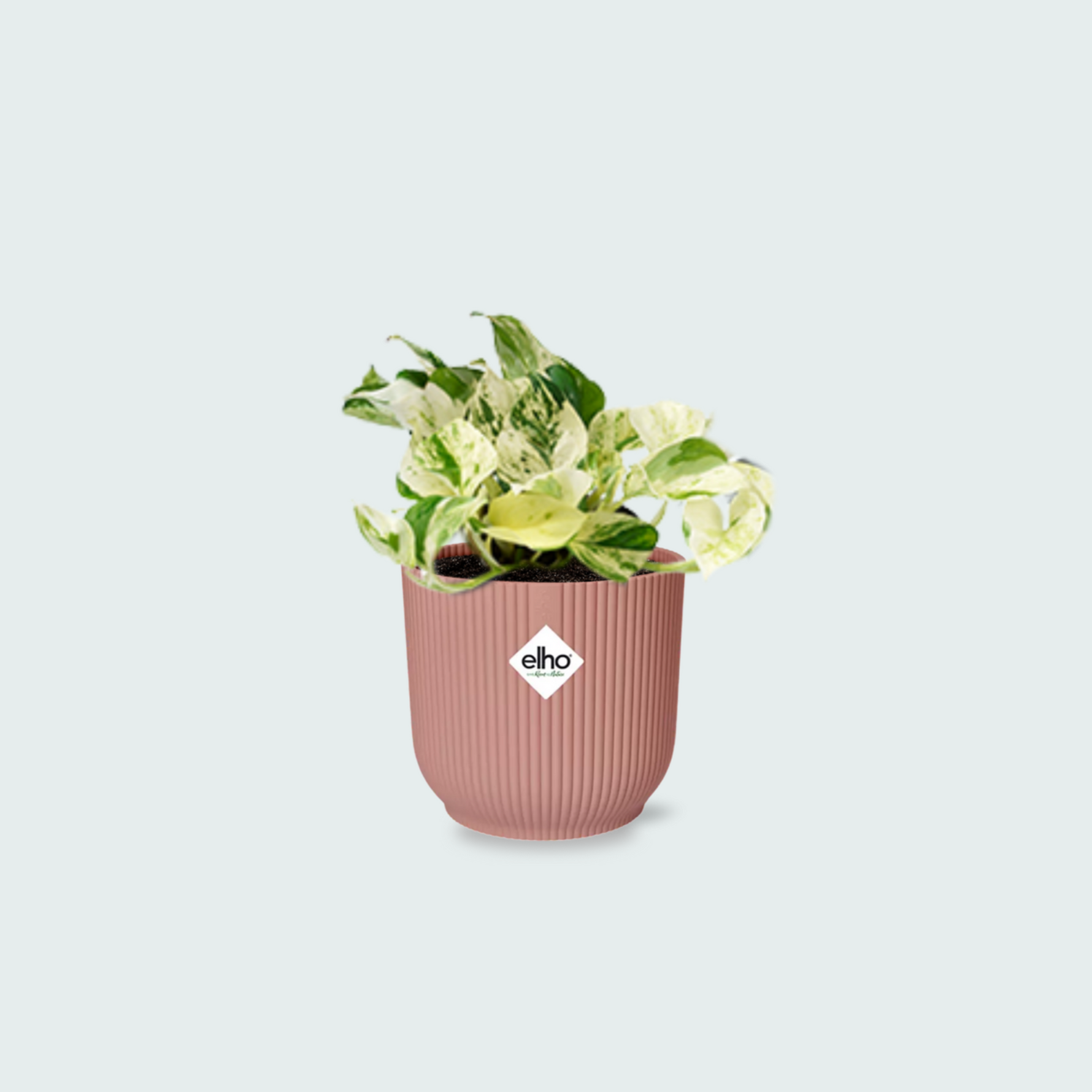 Epipremnum kopen