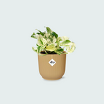 Epipremnum kopen