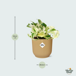 Epipremnum kopen