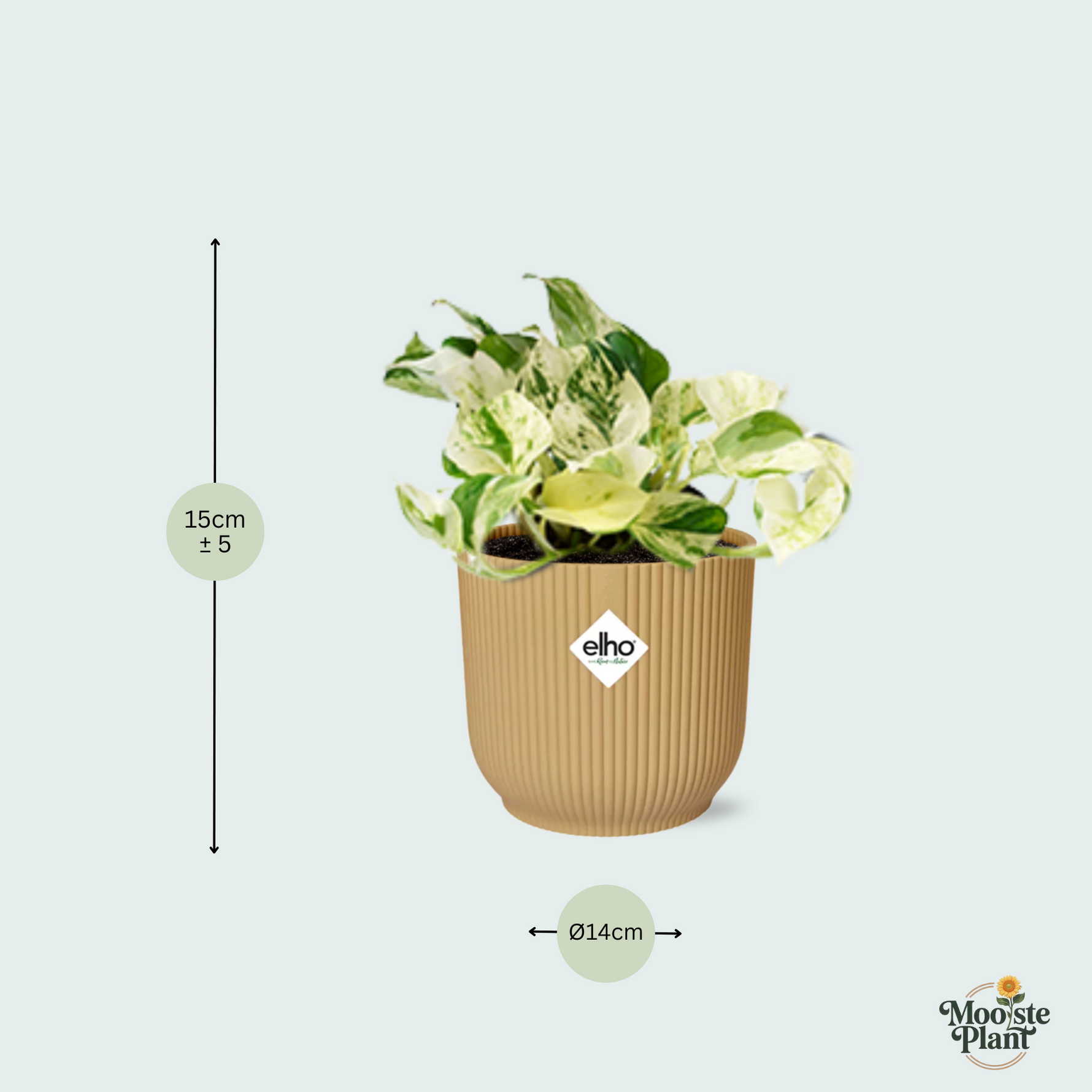 Epipremnum kopen