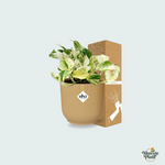 Epipremnum kopen