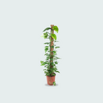 Epipremnum Kopen