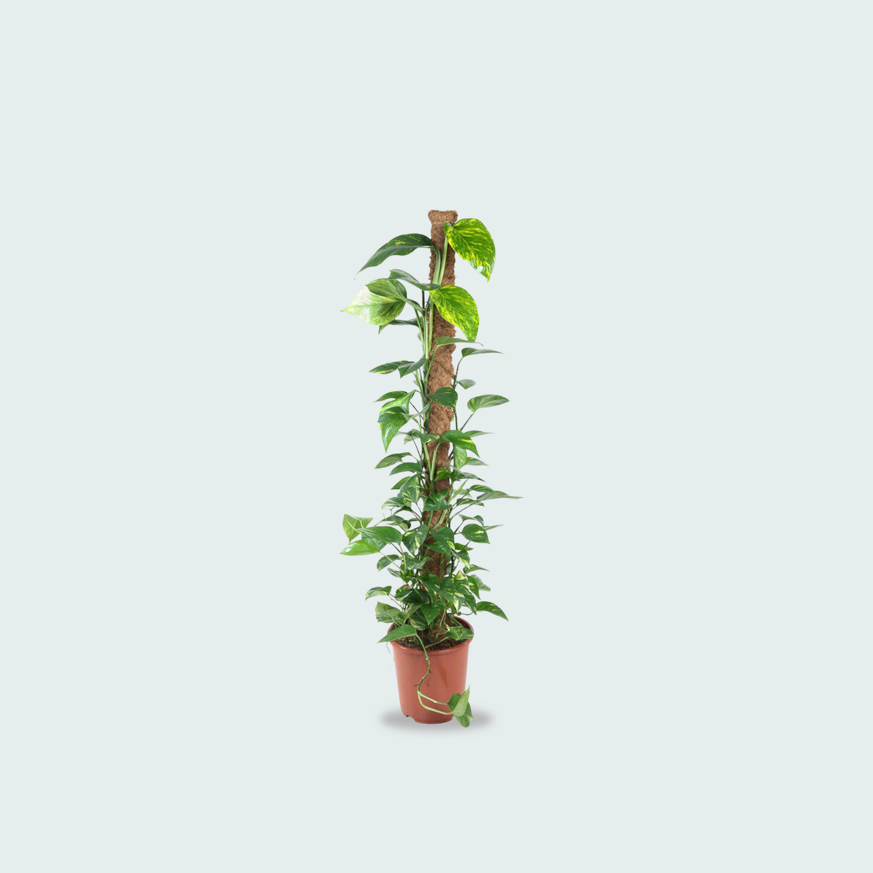 Epipremnum Kopen