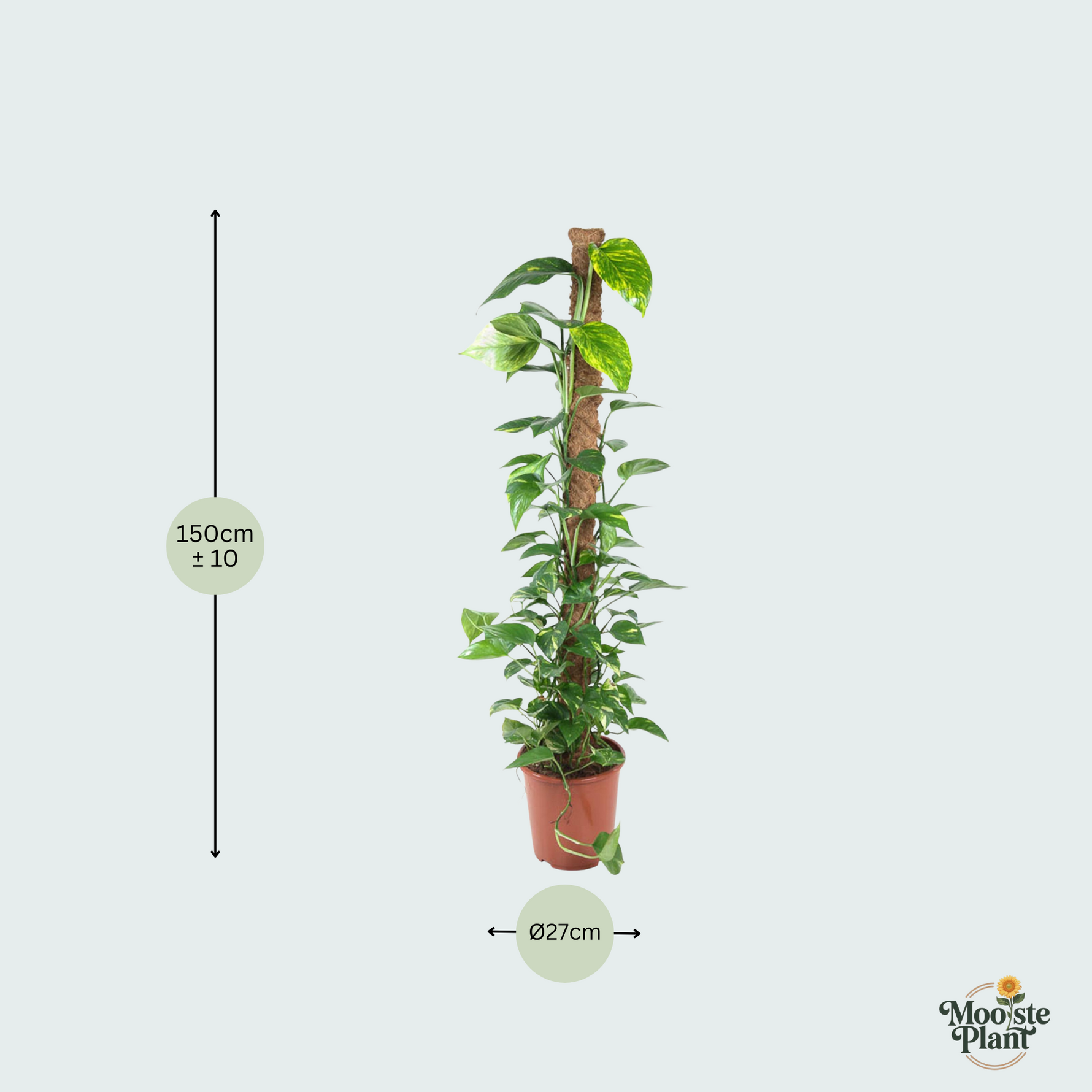 Epipremnum Kopen