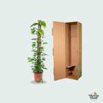 Epipremnum Kopen