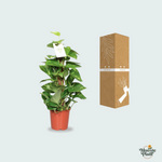 Epipremnum Pinnatum Mosstok Kopen
