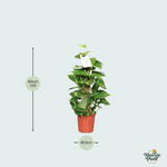 Epipremnum Pinnatum Mosstok Kopen