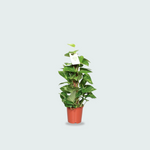 Epipremnum Pinnatum Mosstok Kopen