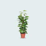 Epipremnum Pinnatum Mosstok Kopen