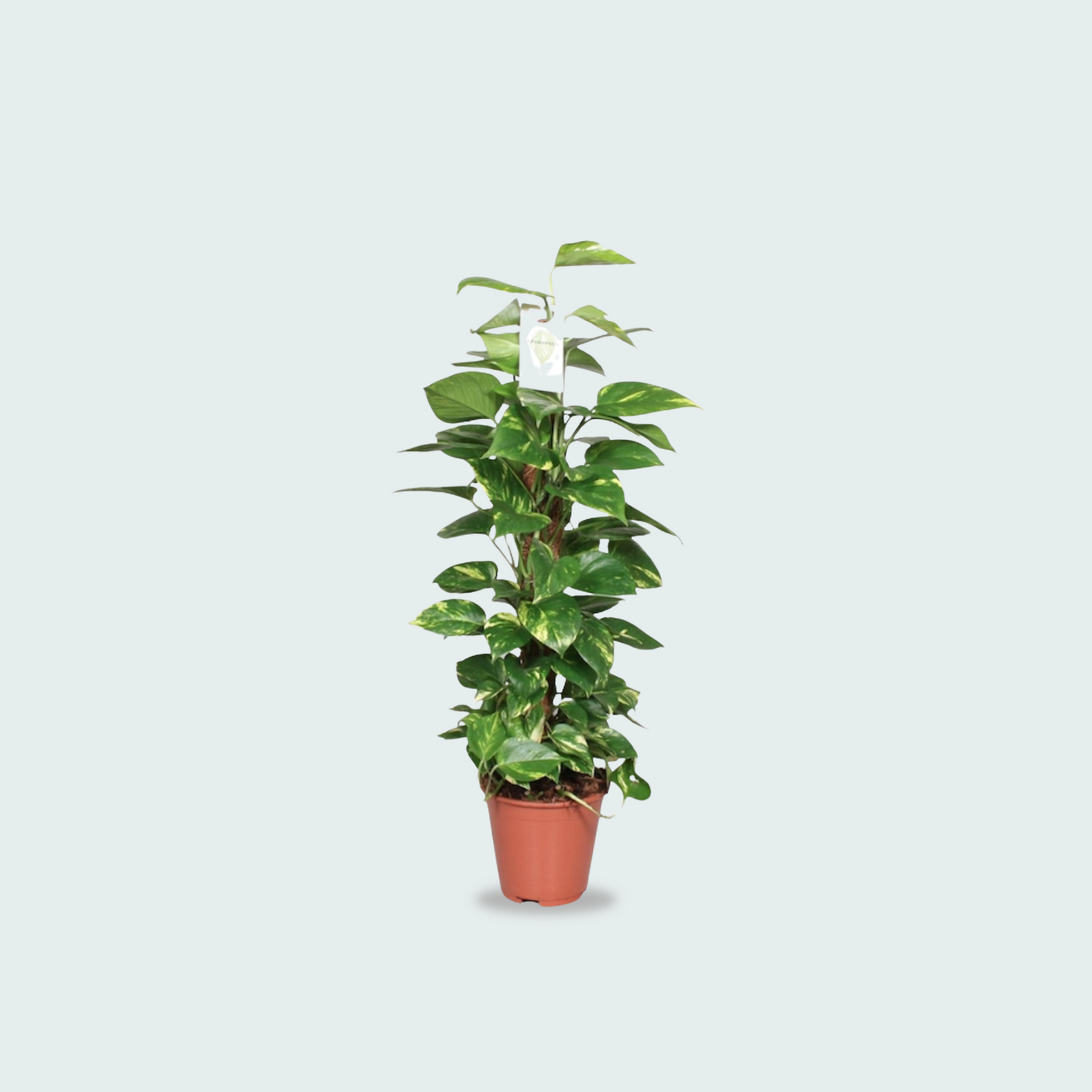 Epipremnum Pinnatum Mosstok Kopen