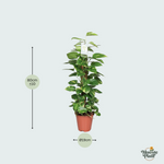 Epipremnum Pinnatum Mosstok Kopen