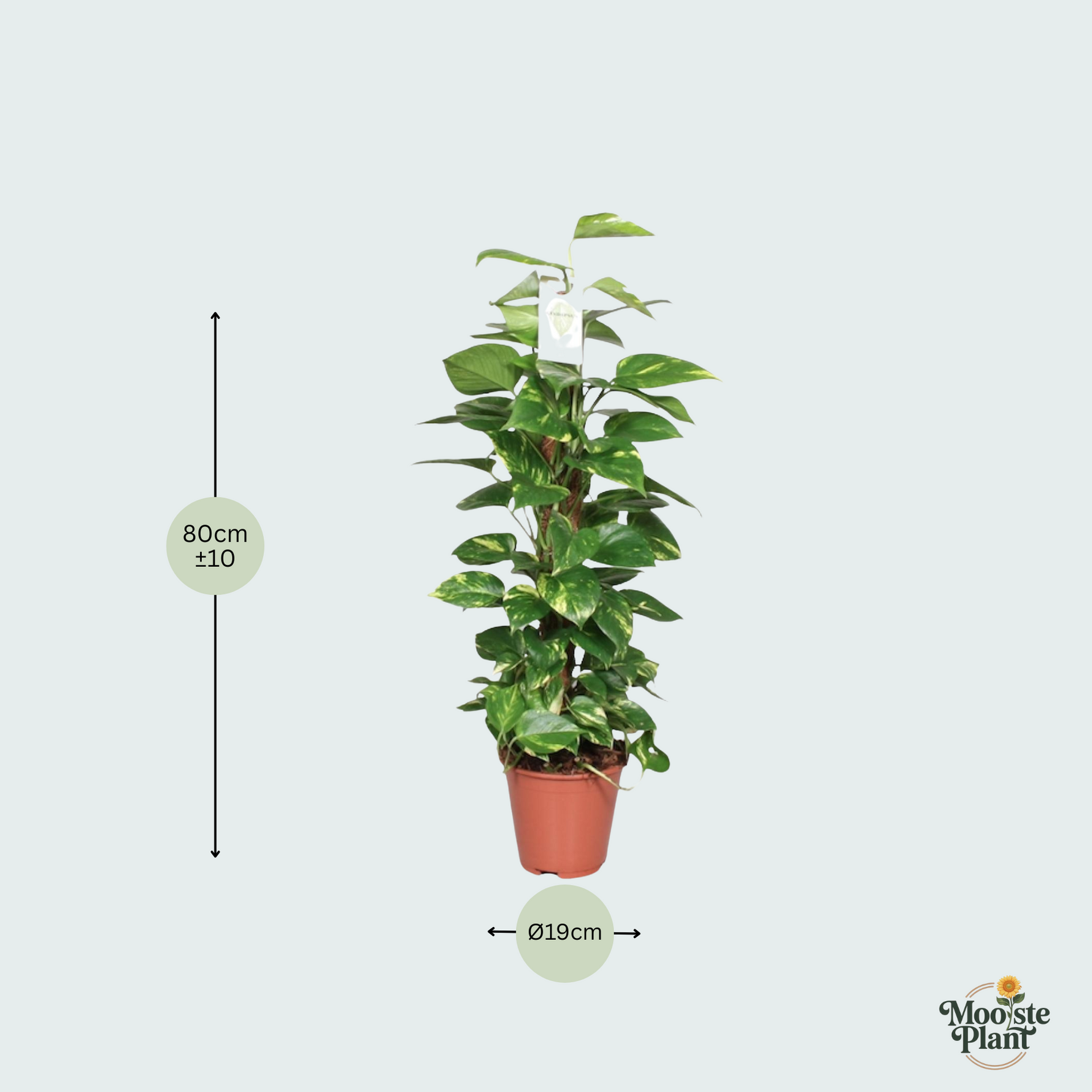Epipremnum Pinnatum Mosstok Kopen
