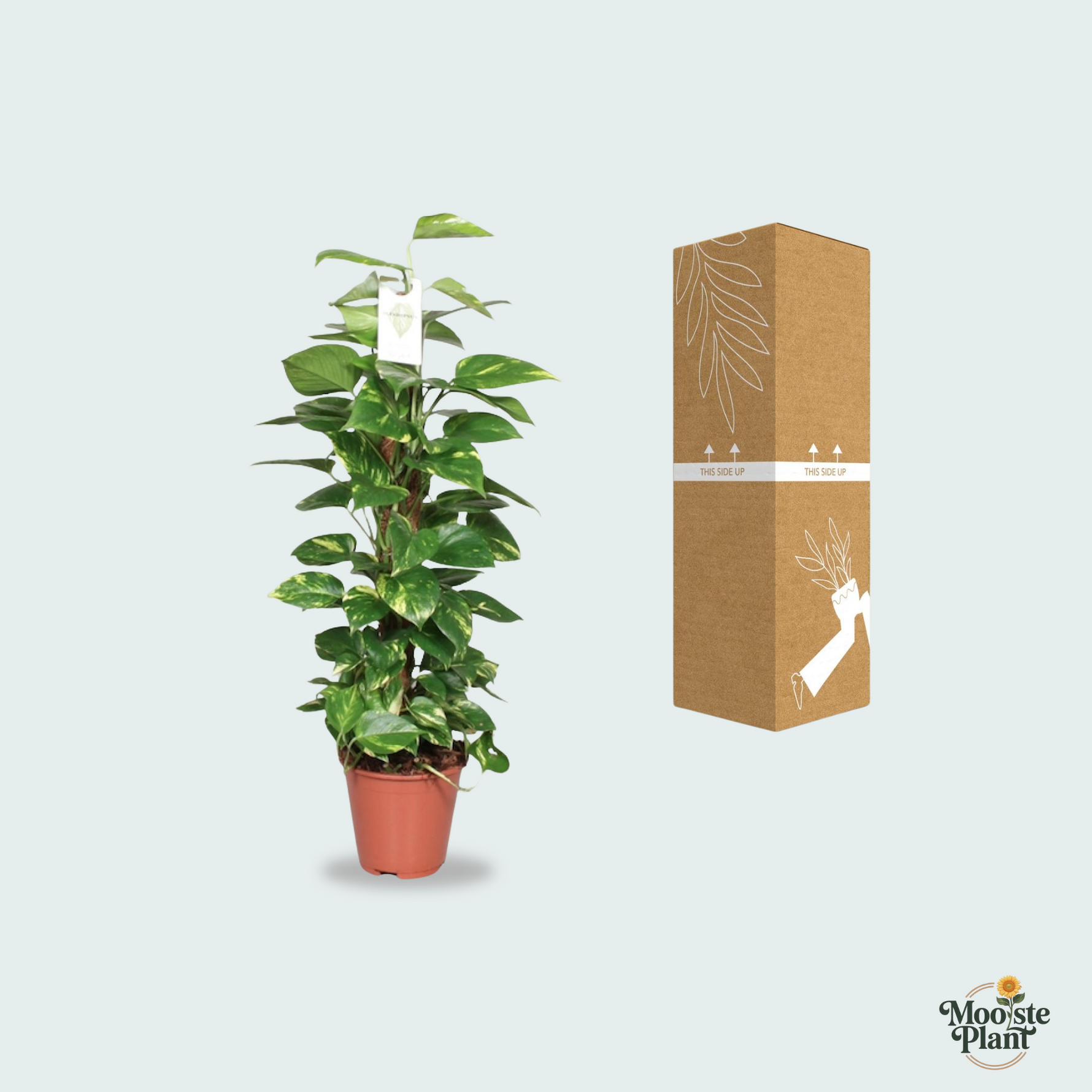 Epipremnum Pinnatum Mosstok Kopen