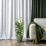 Epipremnum Pinnatum Mosstok Kopen