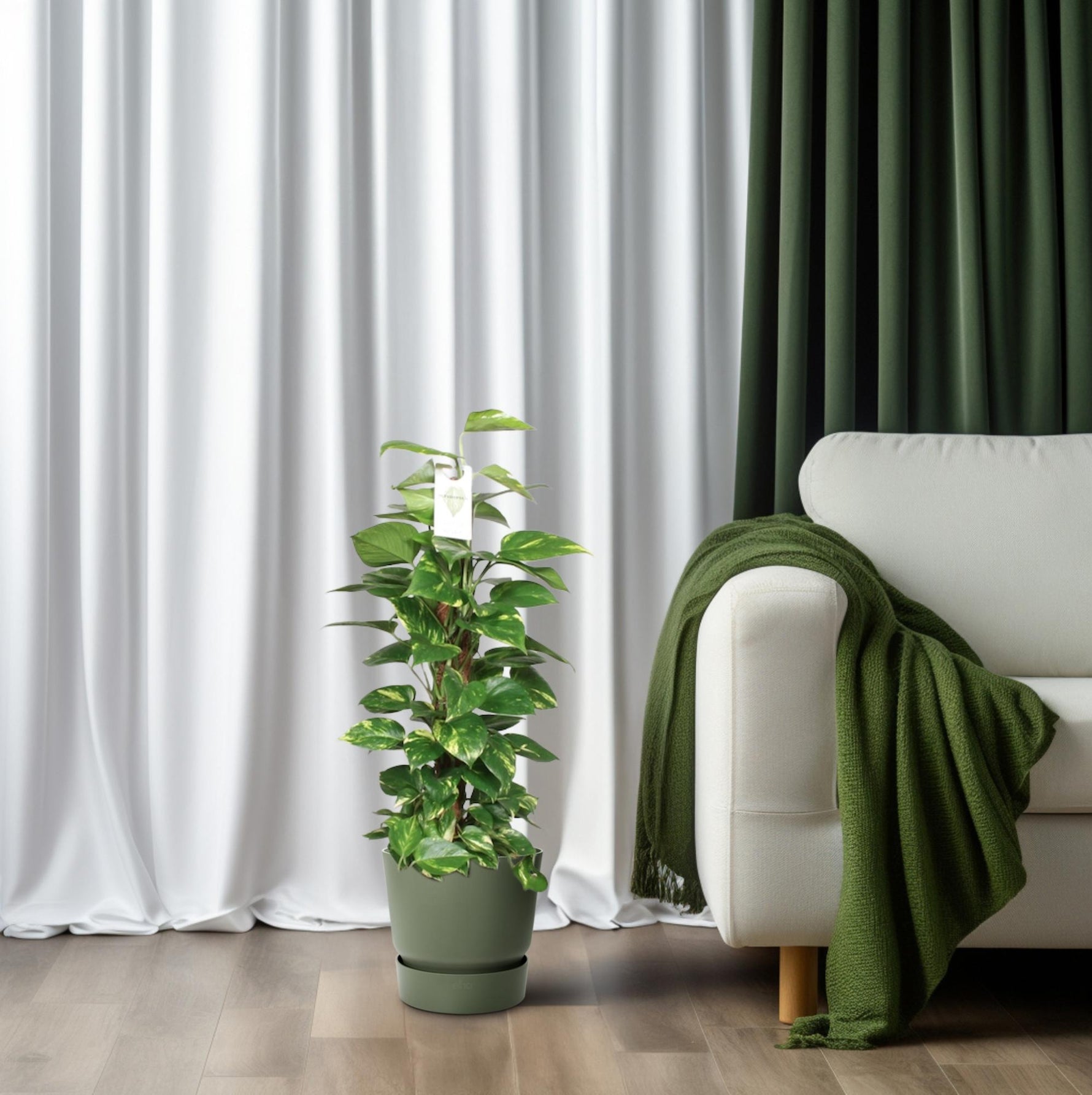 Epipremnum Pinnatum Mosstok Kopen