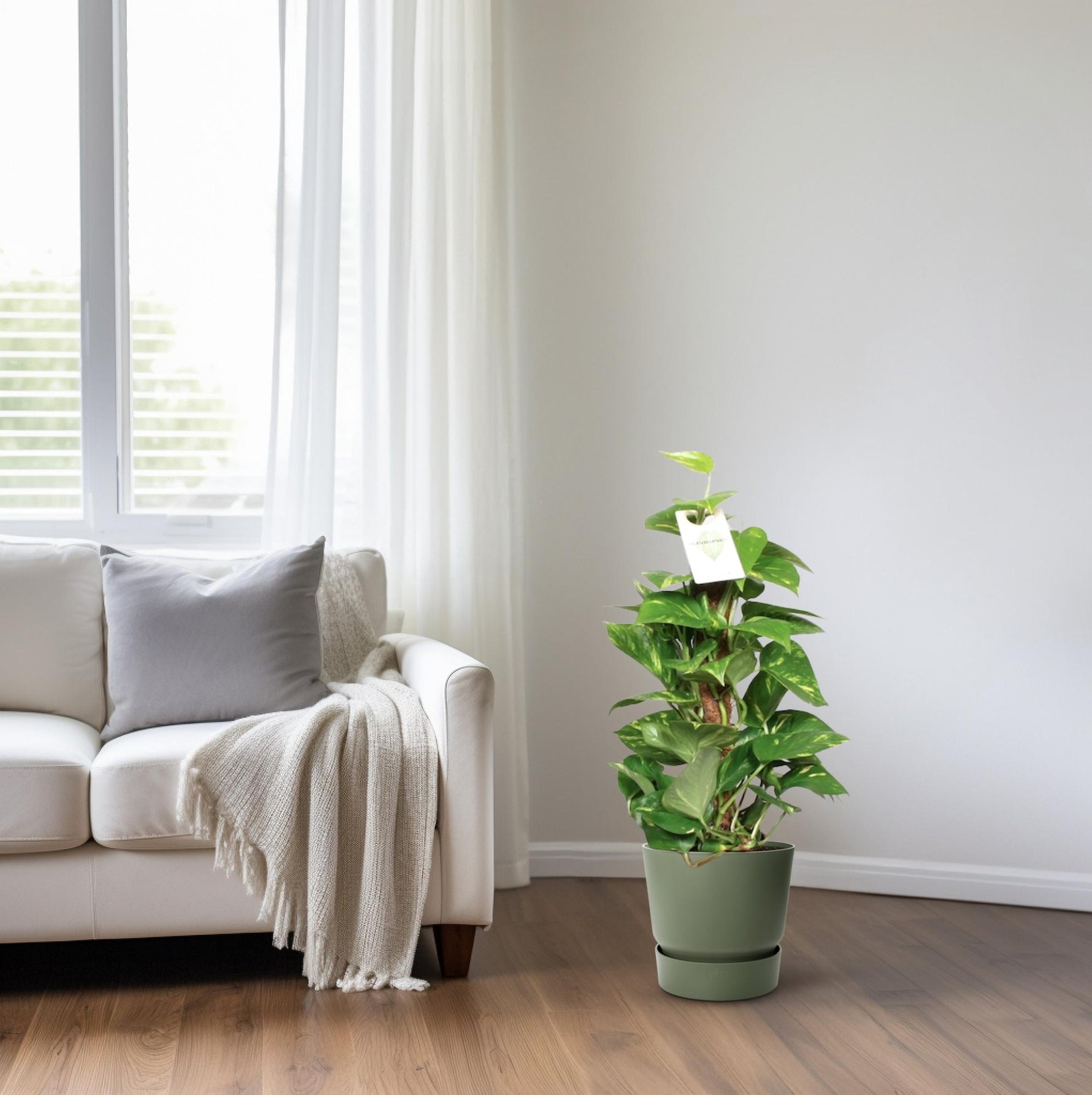 Epipremnum Pinnatum Mosstok Kopen