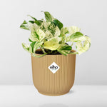 Epipremnum kopen