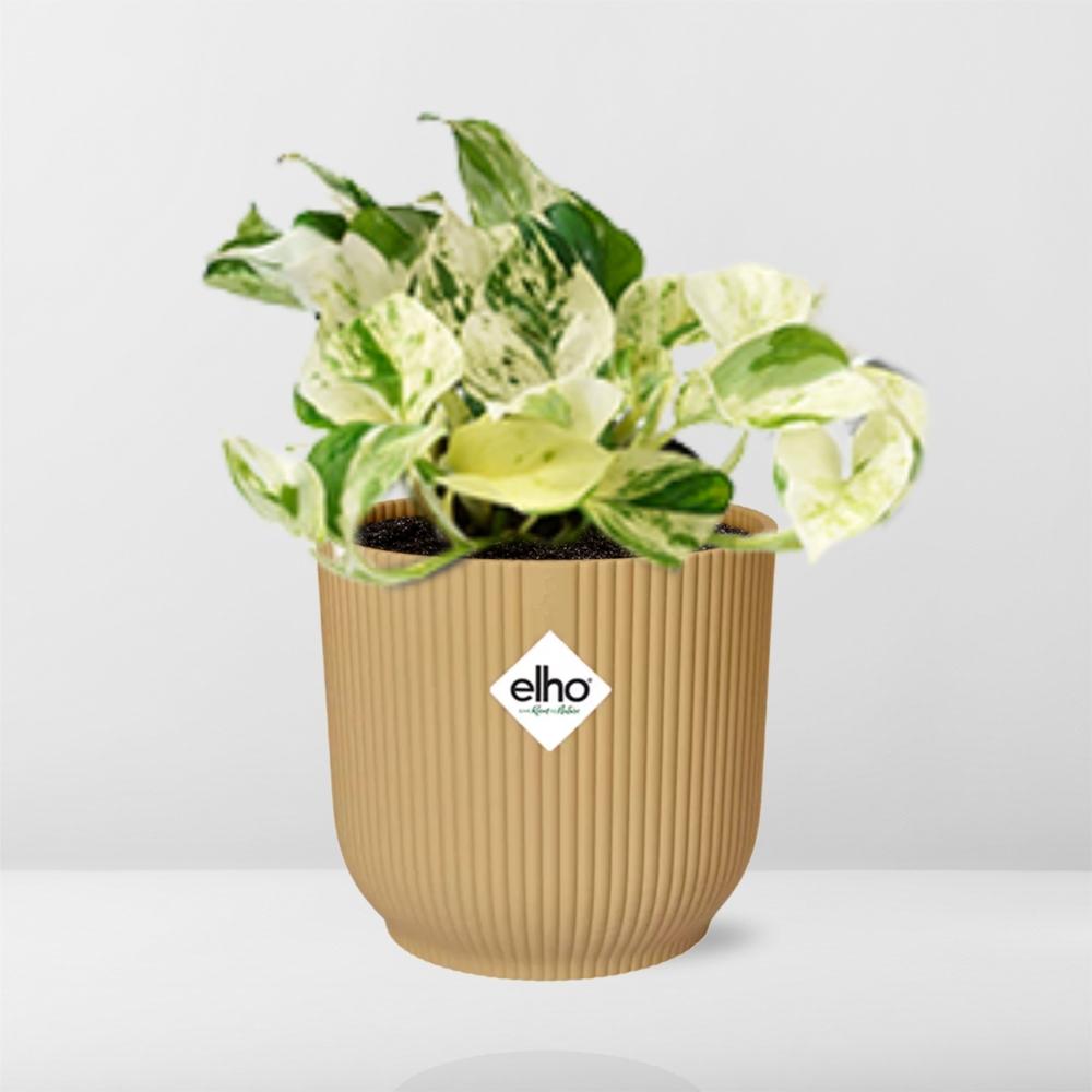 Epipremnum kopen
