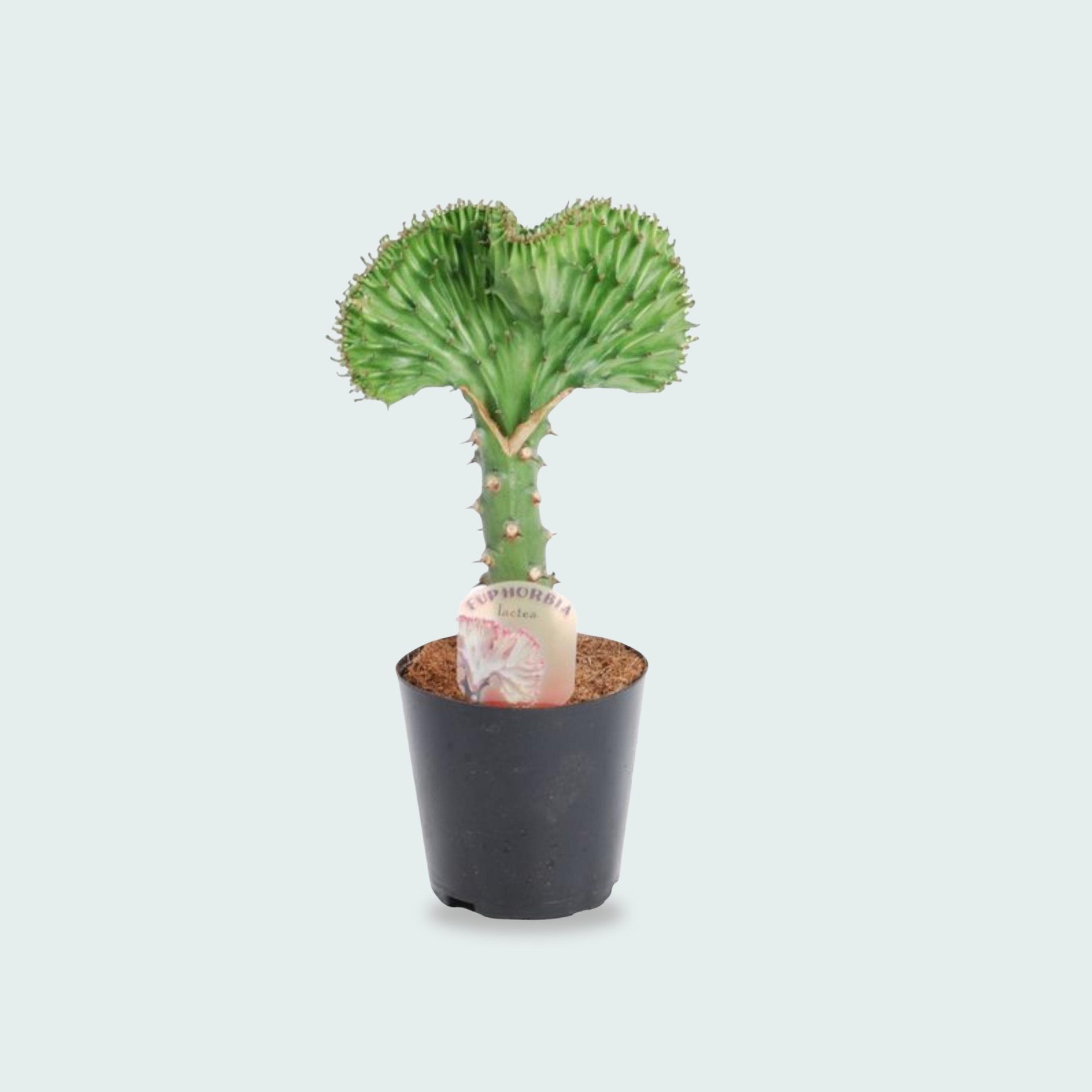 Euphorbia lactea Cristata groen - 35cm