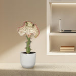 Euphorbia lactea Cristata rood - 35cm