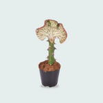 Euphorbia lactea Cristata rood - 35cm