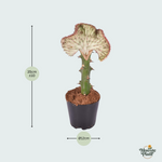 Euphorbia lactea Cristata rood - 35cm