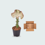 Euphorbia lactea Cristata groen - 35cm