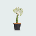 Euphorbia lactea Cristata wit - 35cm