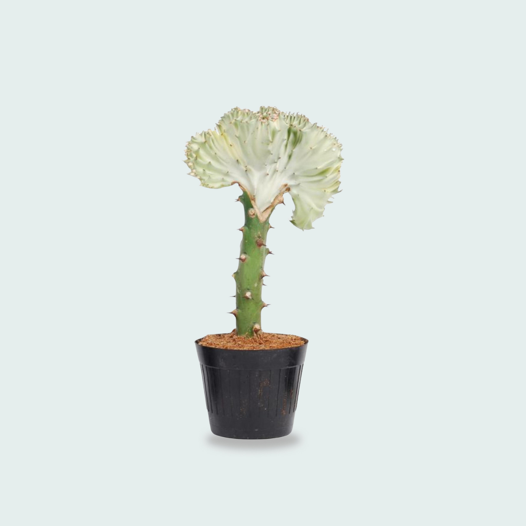 Euphorbia lactea Cristata wit - 35cm