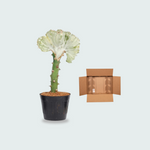 Euphorbia lactea Cristata wit - 35cm