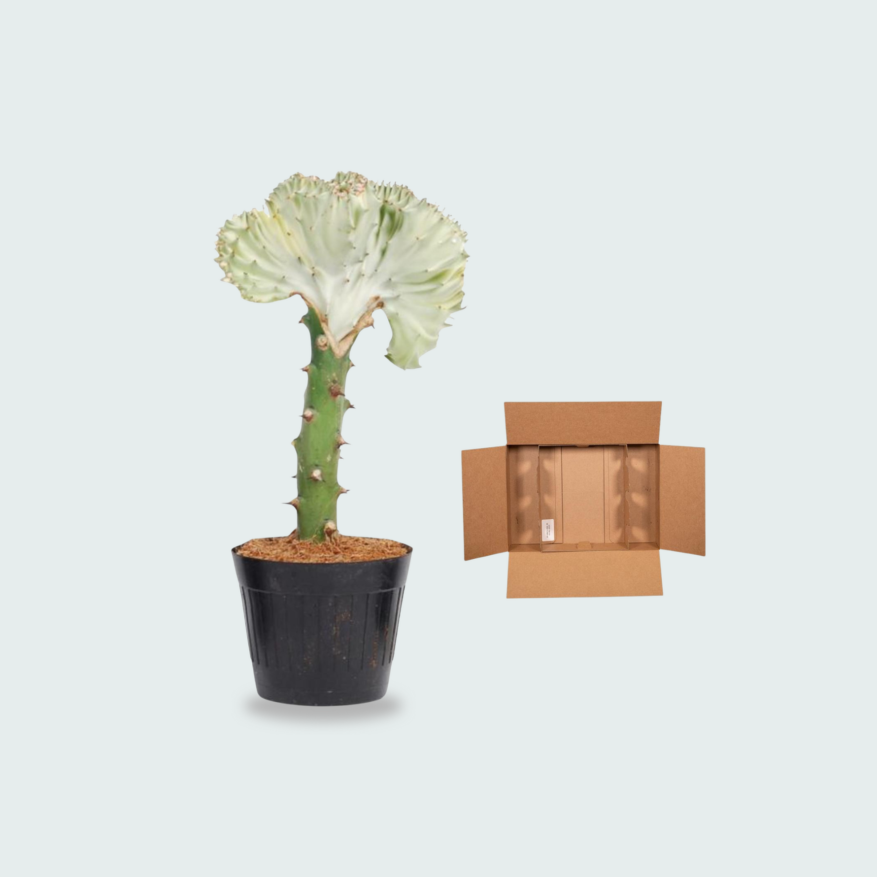 Euphorbia lactea Cristata wit - 35cm