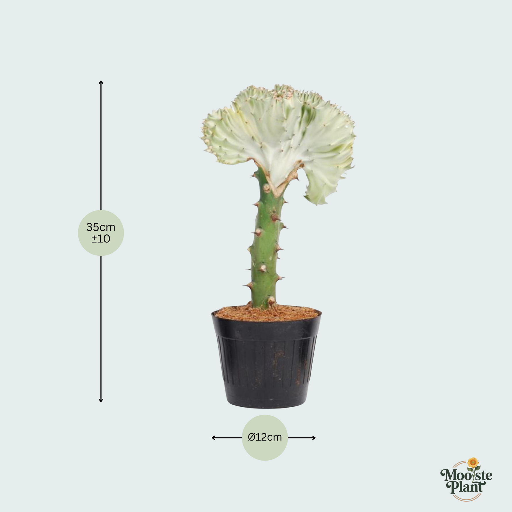 Euphorbia lactea Cristata wit - 35cm